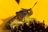 Jagged Ambush Bug