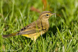 Palm Warbler