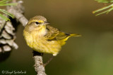 Palm Warbler