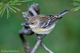 Yellow-rumped Warbler