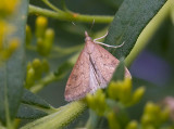 Celery Leaftier (Crambid Snout Moth)