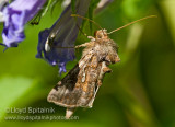 Soybean Looper (Owlet Moth)