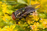Secondary screwworm (Blow Fly)