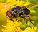 Secondary screwworm (Blow Fly)