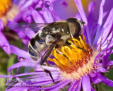 Syrphid Fly (male)