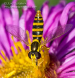 Syrphid Fly
