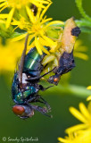 Pennsylvania Ambush Bug with Blow Fly Prey