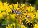 Grass-carrying Wasp