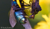 Pennsylvania  Ambush Bug