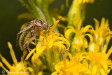 Plant (Lygus) Bug