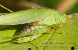 Mediterranean Katydid (male)