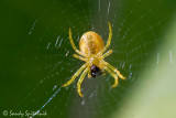Orb Weaver (juvenile)