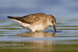 White-rumped Sandpiper