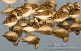 Semipalmated Sandpiper