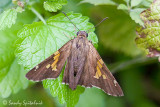 Silver-spotted Skipper