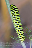 Black Swallowtail Caterpillar (larva)
