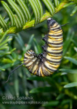 Monarch Caterpillar (larva)