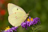 Orange/Clouded Sulphur (female)