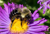 Common Eastern Bumble Bee