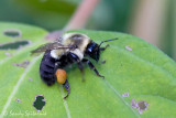 Common Eastern Bumble Bee