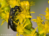 Masked Bee
