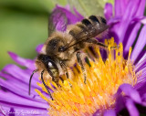 Leaf-cutter Bee