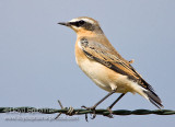 Northern Wheatear