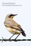 Northern Wheatear