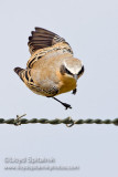 Northern Wheatear