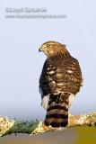 Coopers Hawk (juvenile)