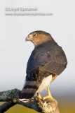 Coopers Hawk