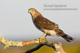 Coopers Hawk (juvenile)