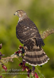 Coopers Hawk (juvenile)
