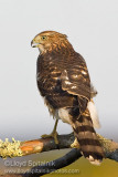 Coopers Hawk (juvenile)