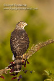 Coopers Hawk (juvenile)