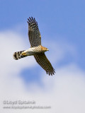 Coopers Hawk (juvenile)