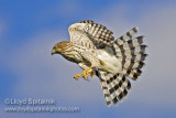 Coopers Hawk (juvenile)