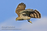 Coopers Hawk (juvenile)