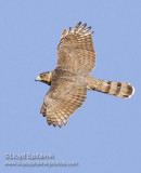 Coopers Hawk (subadult)