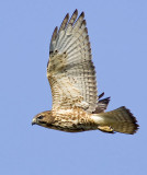 Broad-winged Hawk