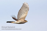 Sharp-shinned Hawk