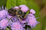 Flat-tailed Leaf-cutter Bee (male)
