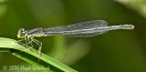Eastern Forktail  (female)