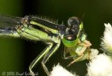 Eastern Forktail
