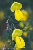 Scotch Broom