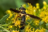 Feather-legged Fly