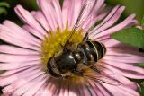 Syrphid (Flower) Fly