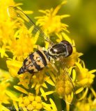 Syrphid Fly (female)