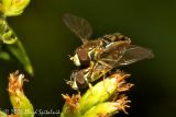 Syrphid Fly