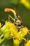 Syrphid (Hover) Fly (male)